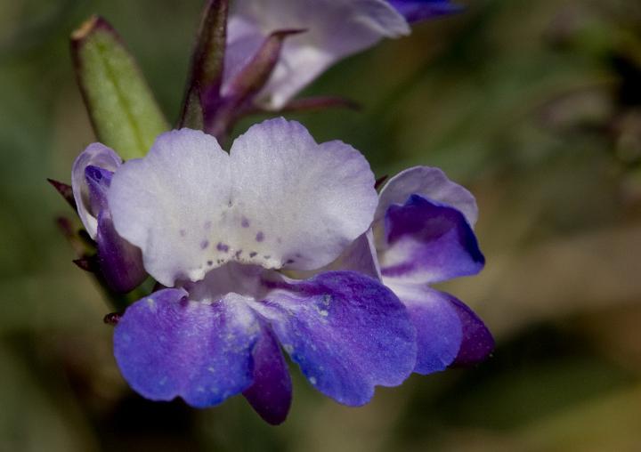 Blue Eyed Mary, Collinsia.jpg